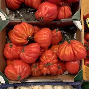 Ochsenherz-Tomaten